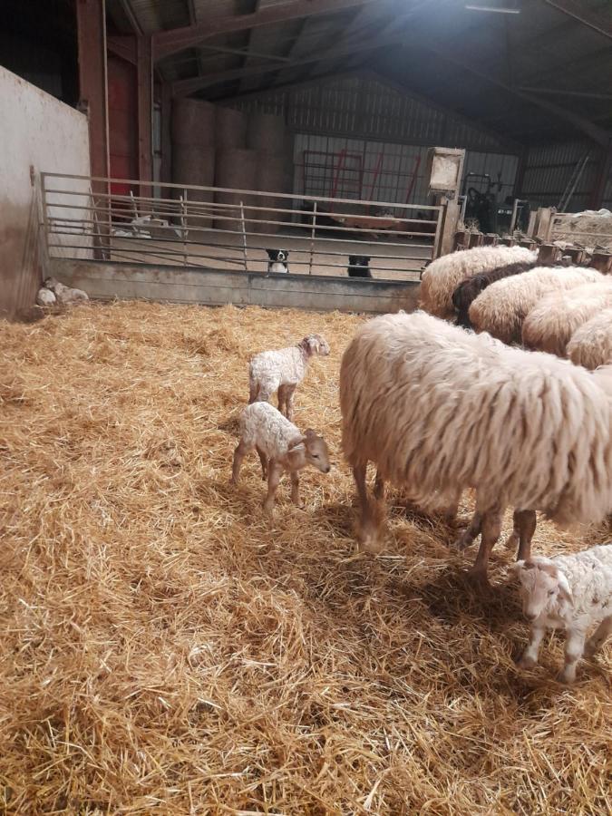Gite A La Ferme Larranda Suhescun Zewnętrze zdjęcie